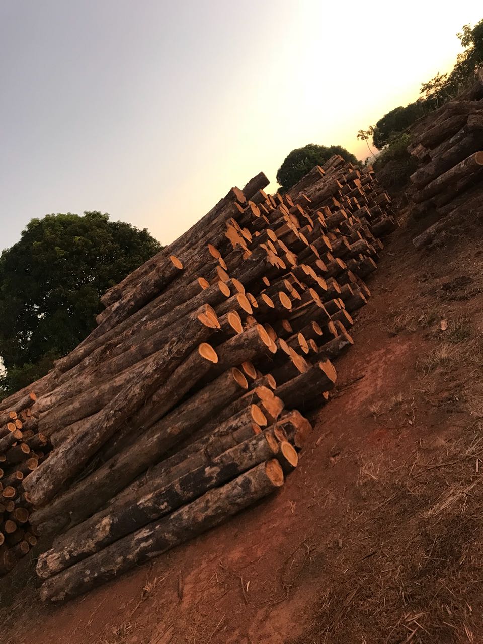 Teak logs